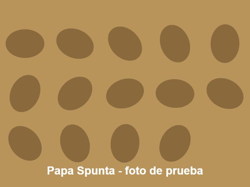 Foto de Papa Spunta primera, 120 toneladas en Villa Dolores